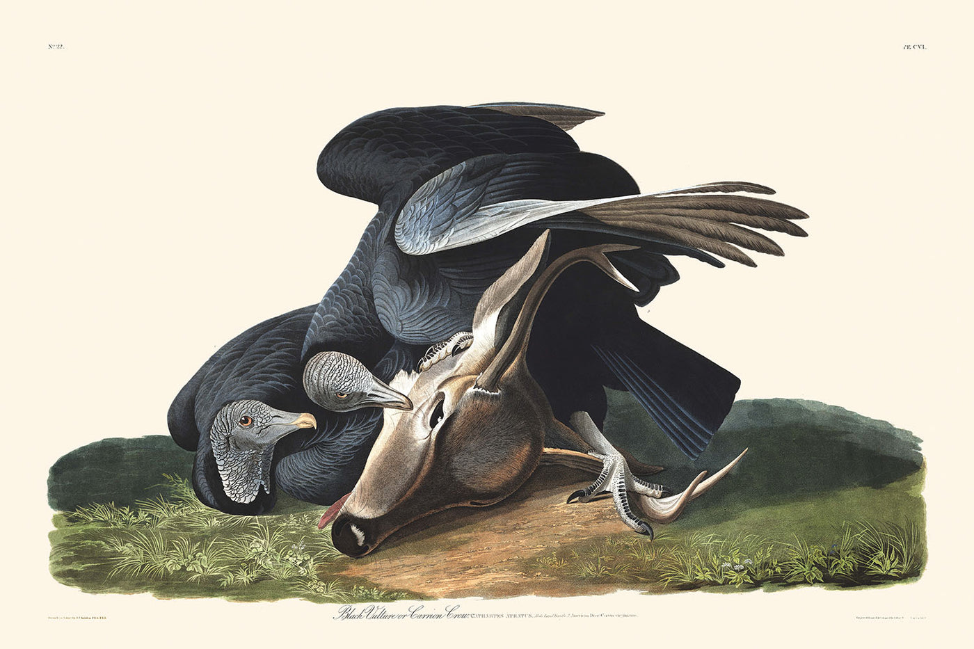 Vautour noir (Corbeau noir) de John James Audubon, 1827