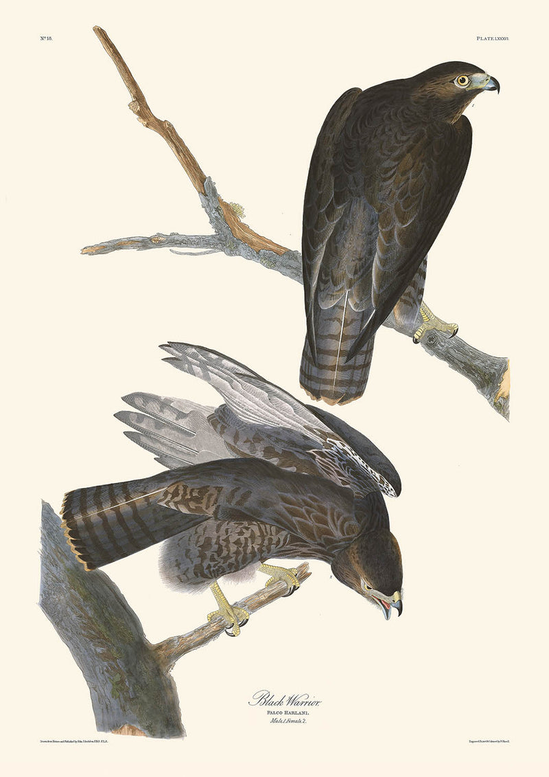 Visualiser thumbnail artwork