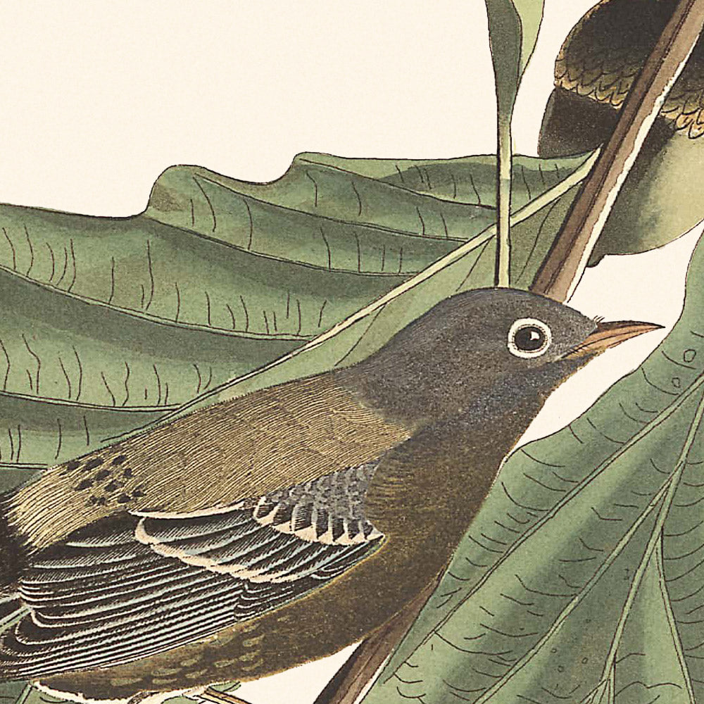 Schwarz-Gelbe Waldsänger (Tafel 50) von John James Audubon, 1827 