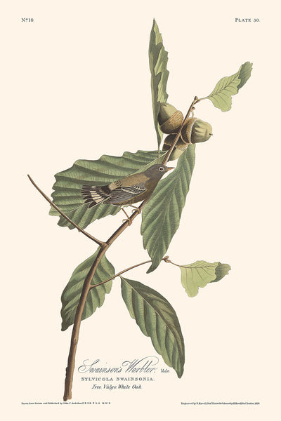 Schwarz-Gelbe Waldsänger (Tafel 50) von John James Audubon, 1827 