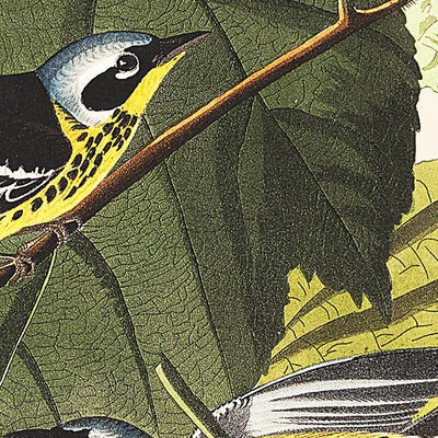 Black & Yellow Warblers (Plate 123) by John James Audubon, 1827