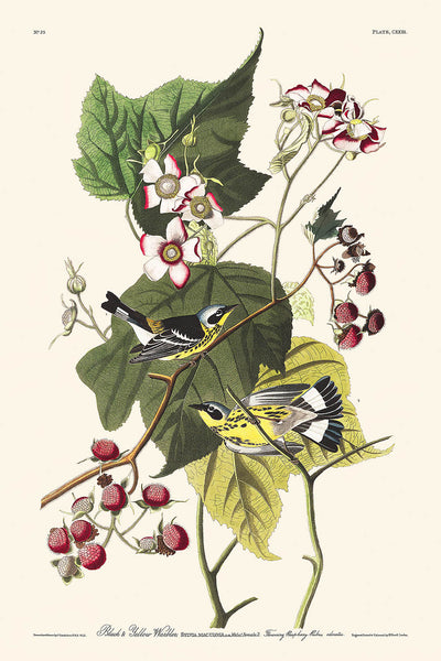 Fauvettes noires et jaunes (planche 123) par John James Audubon, 1827