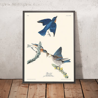 Pájaro azul (Lámina 113) de John James Audubon, 1827