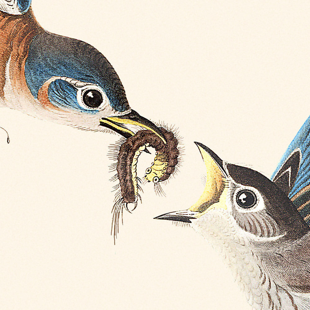 Oiseau bleu (planche 113) de John James Audubon, 1827