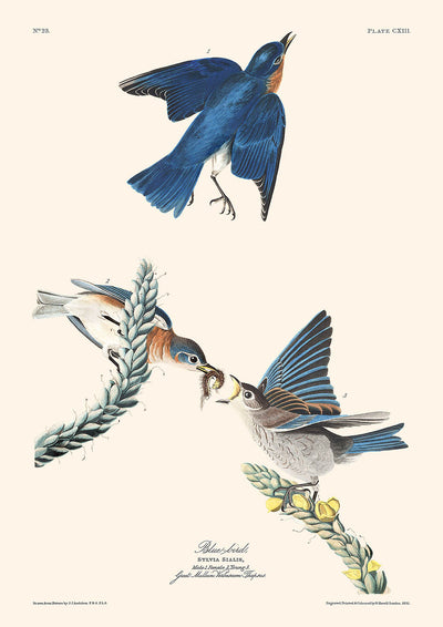 Oiseau bleu (planche 113) de John James Audubon, 1827