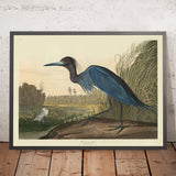 Blauer Kranich aus 'Vögel von Amerika' von John James Audubon, 1827 