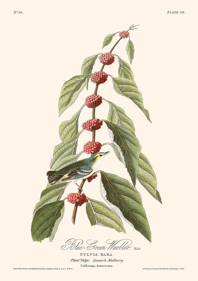 Blaugrüner Warbler von John James Audubon, 1827 