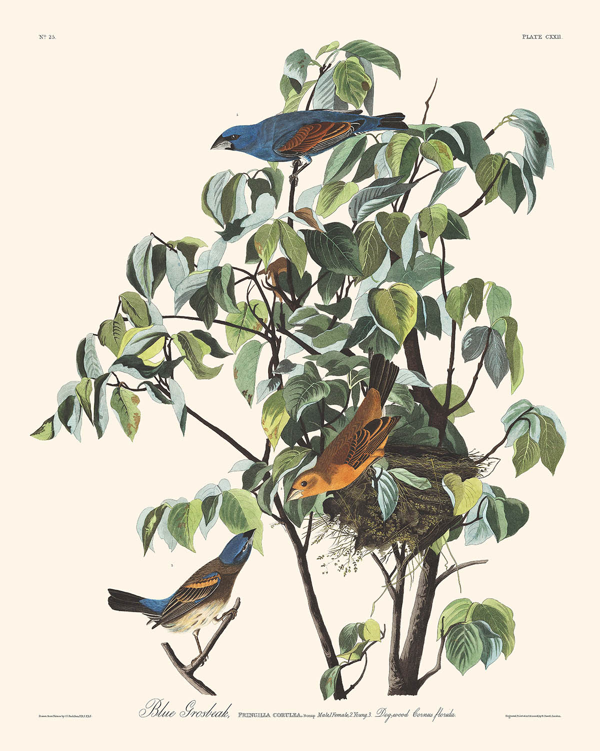 Blauer Grosbeak von John James Audubon, 1827 