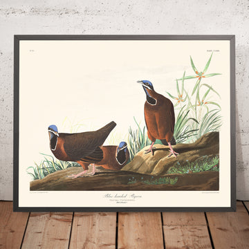 Piccione dal capo blu di John James Audubon, 1827 