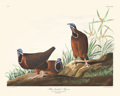 Blue-headed Pigeon by John James Audubon, 1827