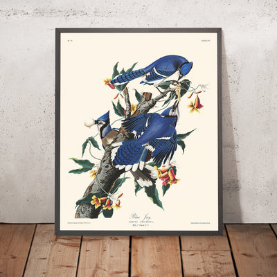 Le geai bleu de John James Audubon, 1827