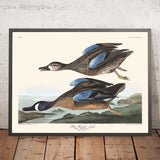 Blauflügelteal von John James Audubon, 1827 