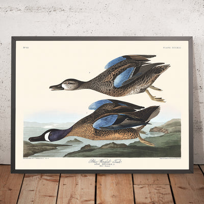 Sarcelle à ailes bleues par John James Audubon, 1827