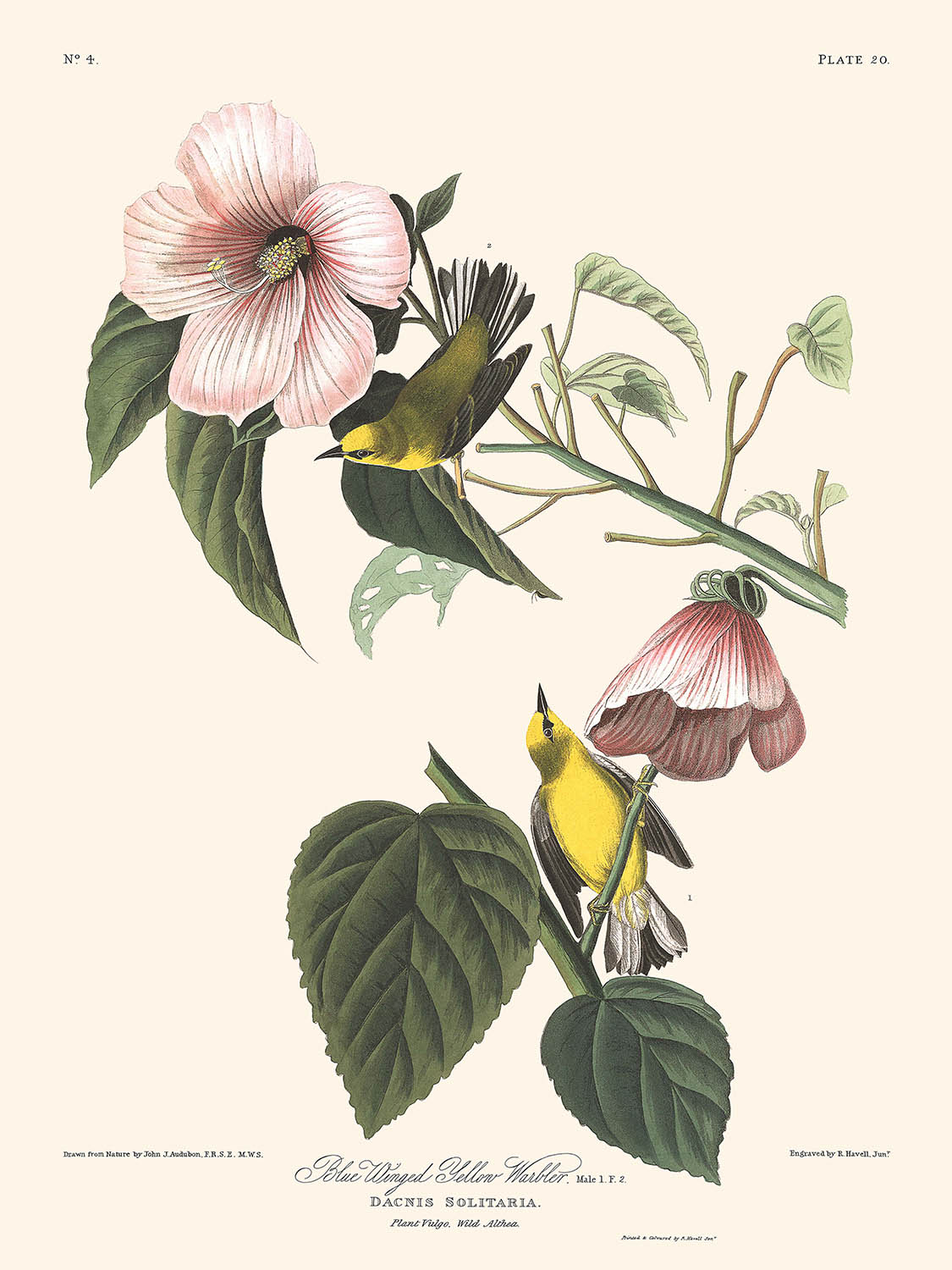 Paruline à ailes bleues par John James Audubon, 1827