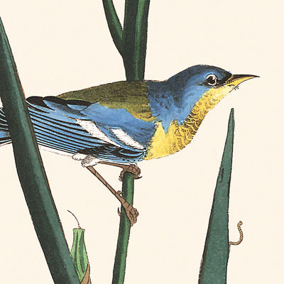 Fauvette à dos bleu et jaune par John James Audubon, 1827