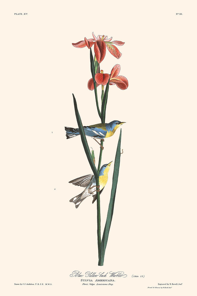 Visualiser thumbnail artwork