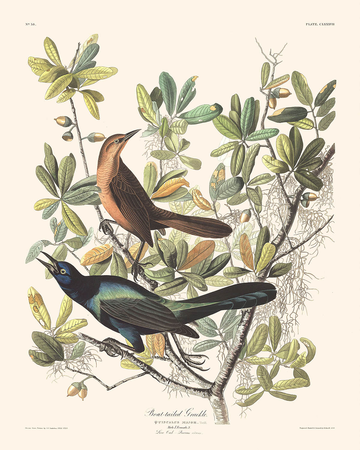 Bootsschwanz-Grackel von John James Audubon, 1827