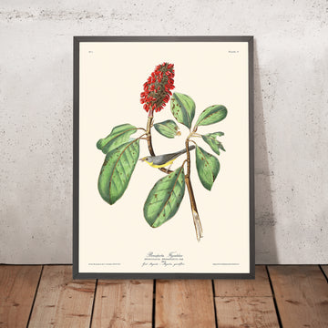 Il Cacciatore di Mosche di Bonaparte di John James Audubon, 1827 