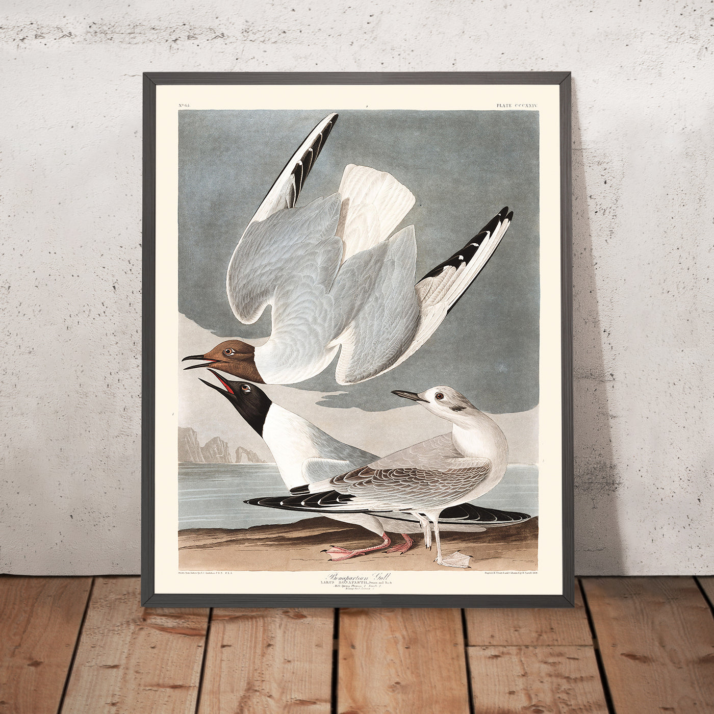 Mouette de Bonaparte par John James Audubon, 1827