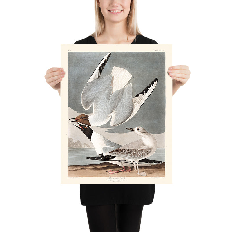 Gabbiano Bonapartiano di John James Audubon, 1827 