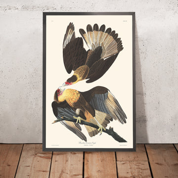 Aquila Caracara Brasiliana di John James Audubon, 1827 