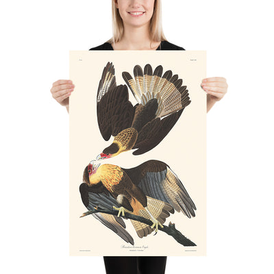 Brasilian Caracara Eagle by John James Audubon, 1827