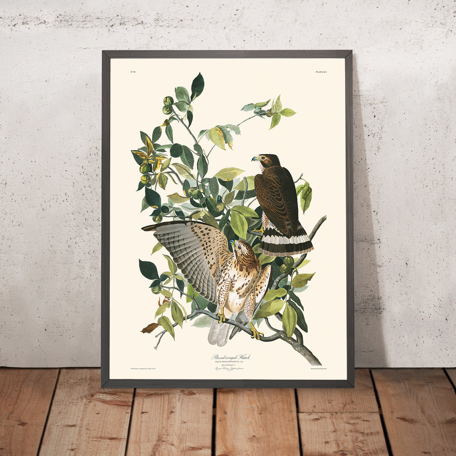 Falco dalle ali larghe di John James Audubon, 1827 