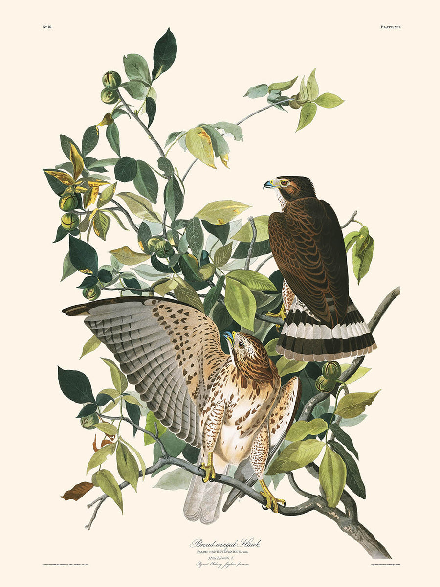 Falco dalle ali larghe di John James Audubon, 1827 