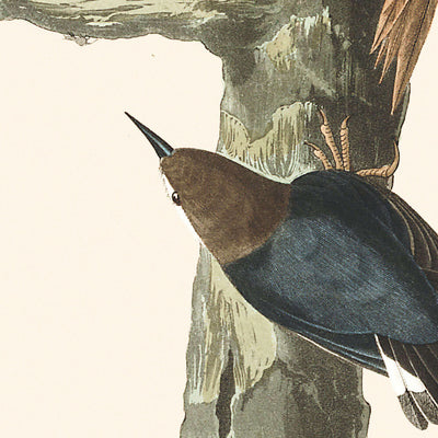 Brauner Baumläufer und Kalifornischer Kleiber von John James Audubon, 1827