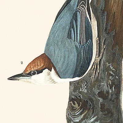 Brown-headed Nuthatch by John James Audubon, 1827