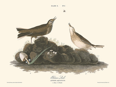 Brown Lark by John James Audubon, 1827