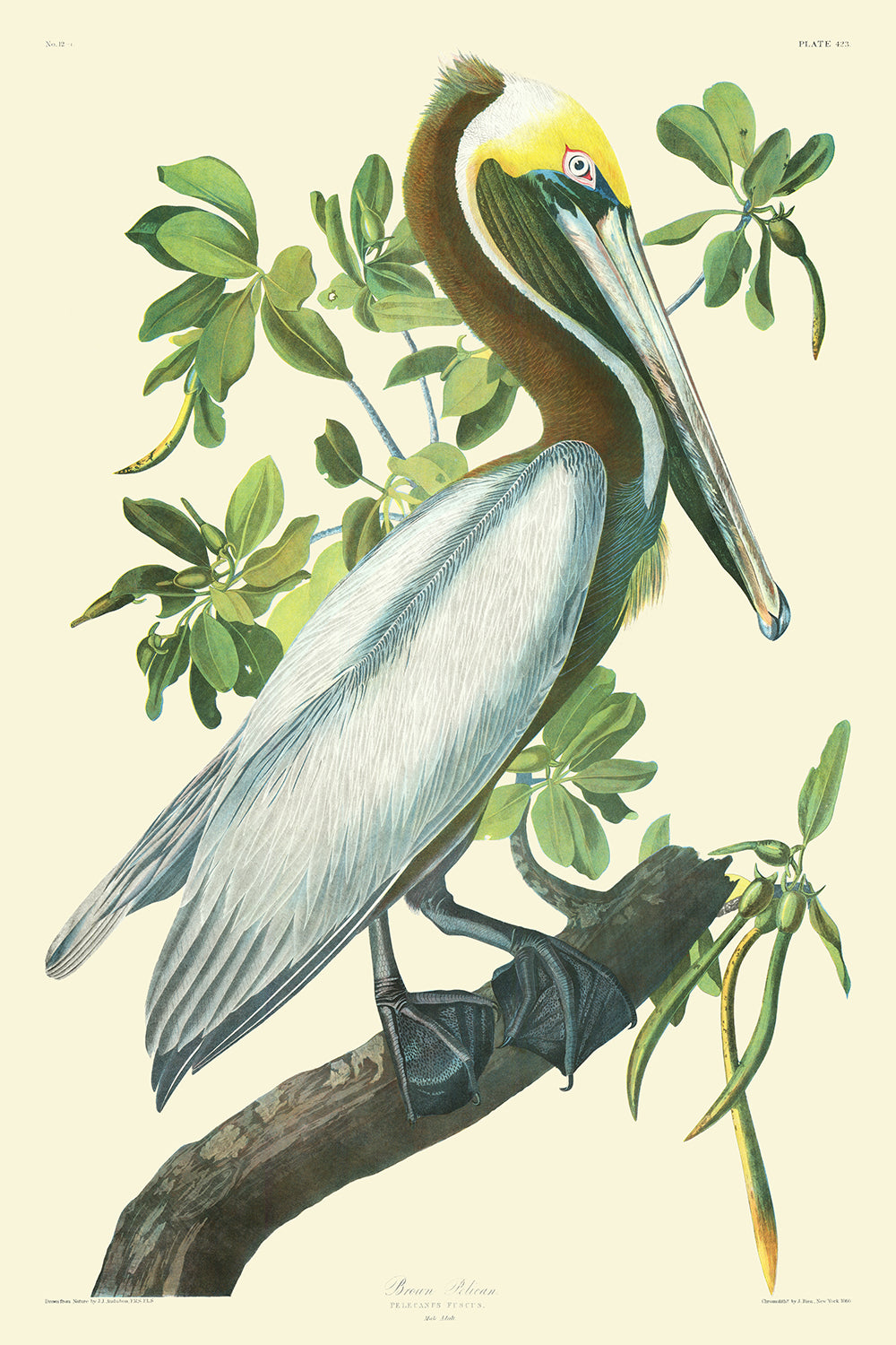 Pelícano pardo por John James Audubon, 1827
