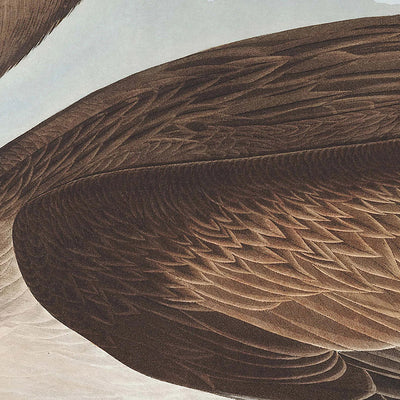 Brown Pelican (Plate 421) by John James Audubon, 1827