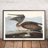 Pellicano bruno (Tavola 421) di John James Audubon, 1827 