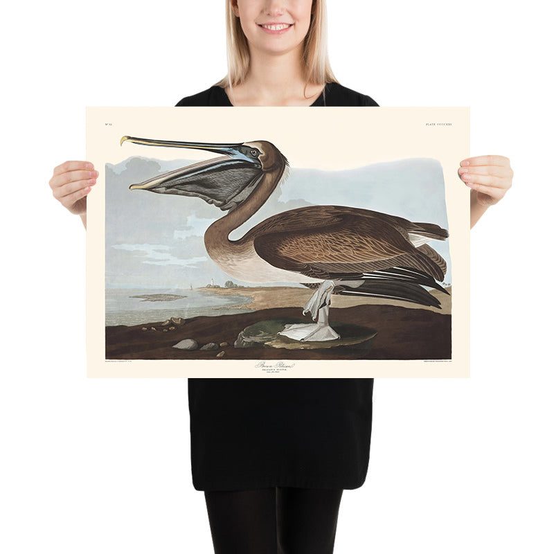 Brown Pelican (Plate 421) by John James Audubon, 1827