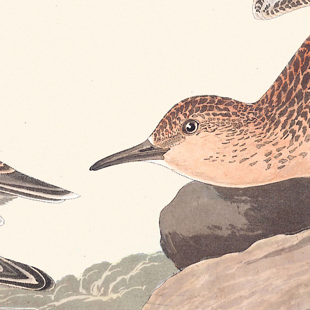 Bécasseau à poitrine rousse par John James Audubon, 1827