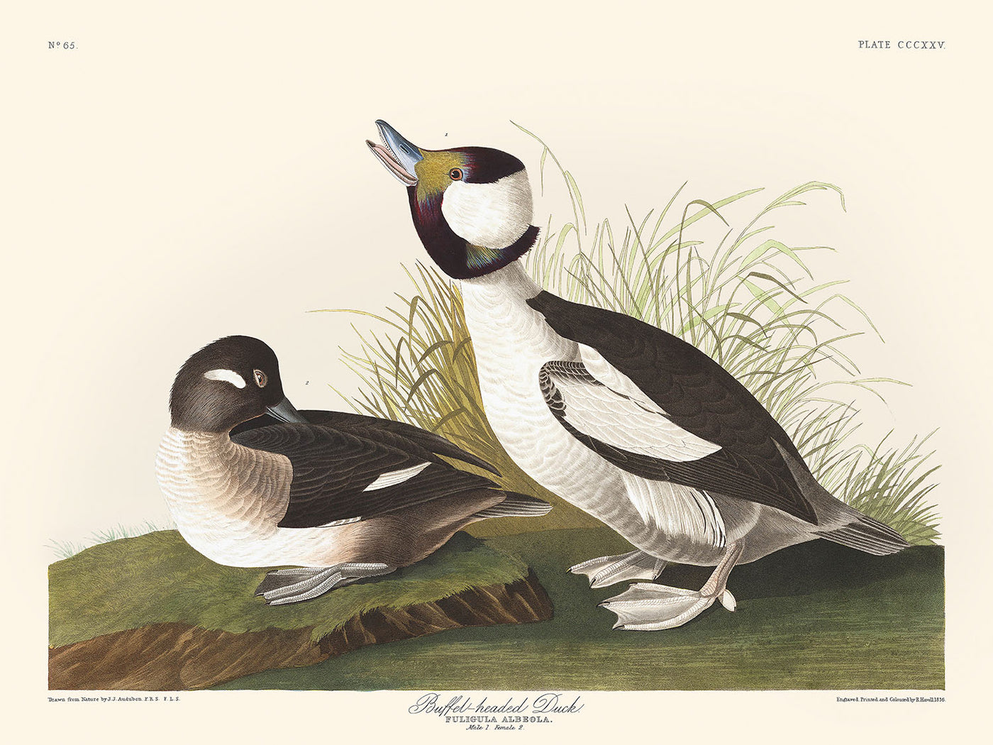 Canard à tête blanche par John James Audubon, 1827