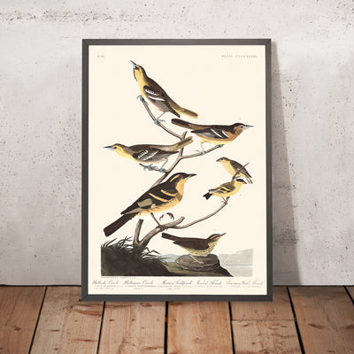 Bullock's Oriole, Baltimore Oriole, Mexican Goldfinch, Varied Thrush, Common Water Thrush by John James Audubon, 1827