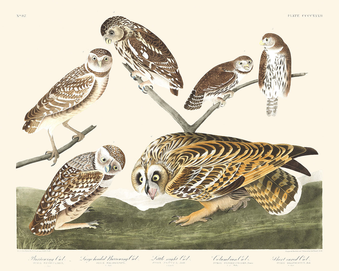 Burrowing Owl, Large-headed Burrowing Owl, Little night Owl, Columbian Owl, Short-eared Owl by John James Audubon, 1827