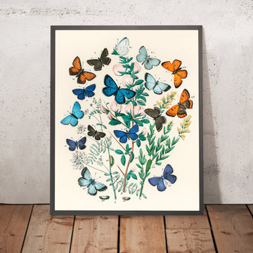 Illustrazione di farfalle e falene di Willem Forsell Kirby, 1882 