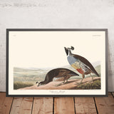 Kalifornische Wachtel von John James Audubon, 1827 