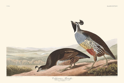 California Partridge by John James Audubon, 1827