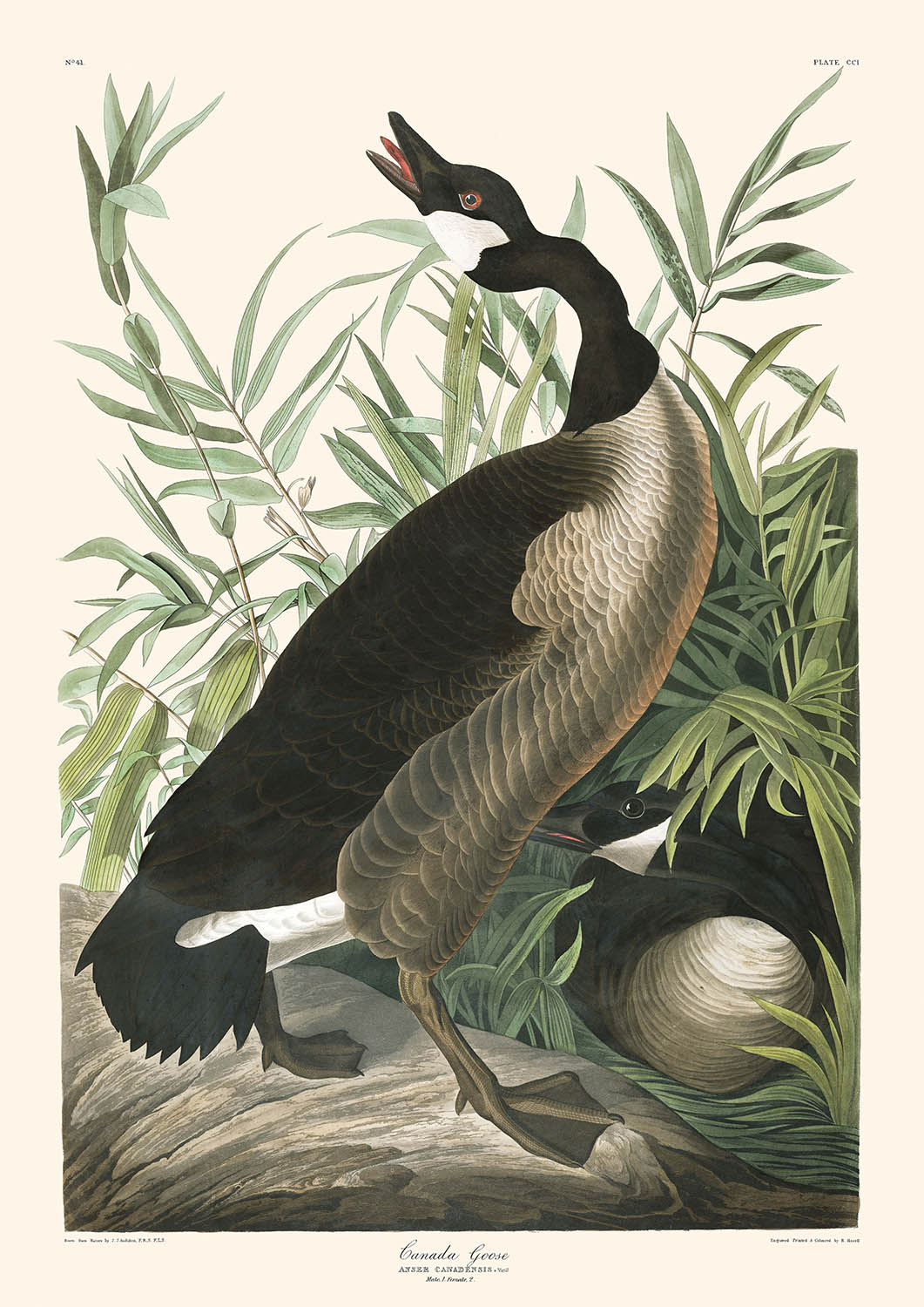 Canada Goose by John James Audubon, 1827