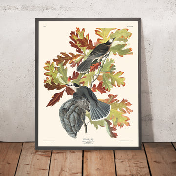 Canada Jay (Whiskey Jack) di John James Audubon, 1827 