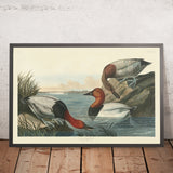 Canard à dos de toile de 'Oiseaux d'Amérique' par John James Audubon, 1827 