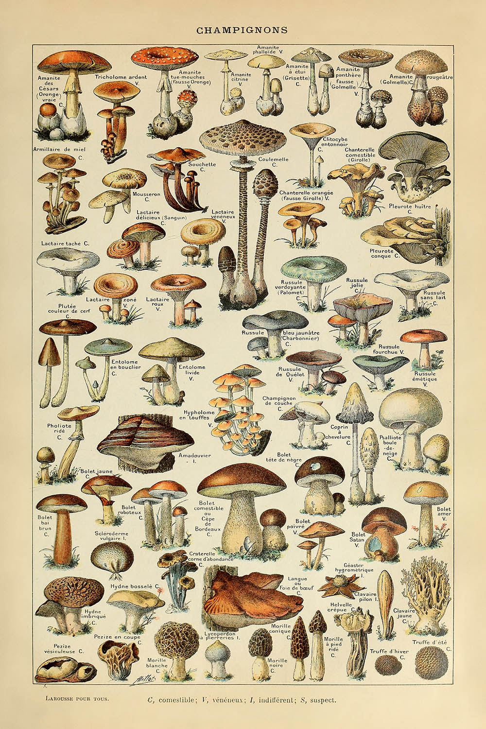 Champignons by Adolphe Millot, 1890