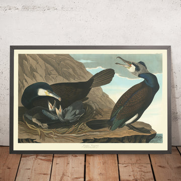 Gemeiner Kormoran aus &