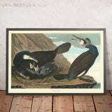 Cormorano comune da 'Uccelli d'America' di John James Audubon, 1827 