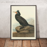 Cormorán de doble cresta de 'Aves de América' por John James Audubon, 1827 