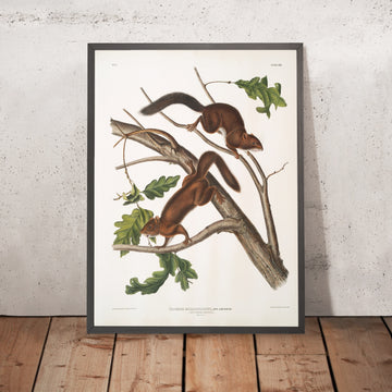 A framed image of 